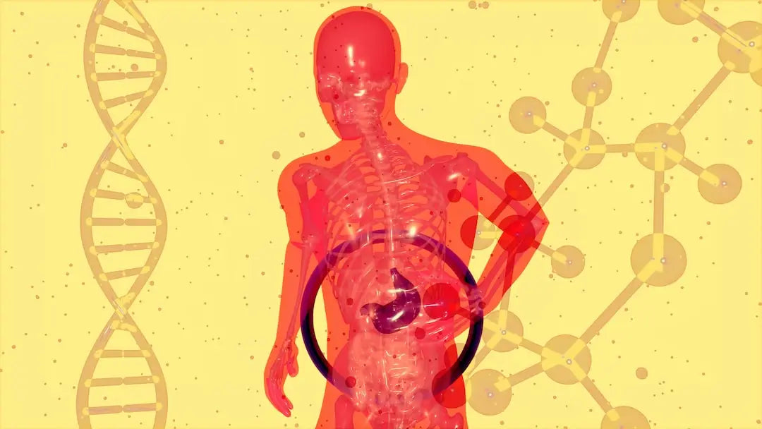 What are Digestive Enzymes?