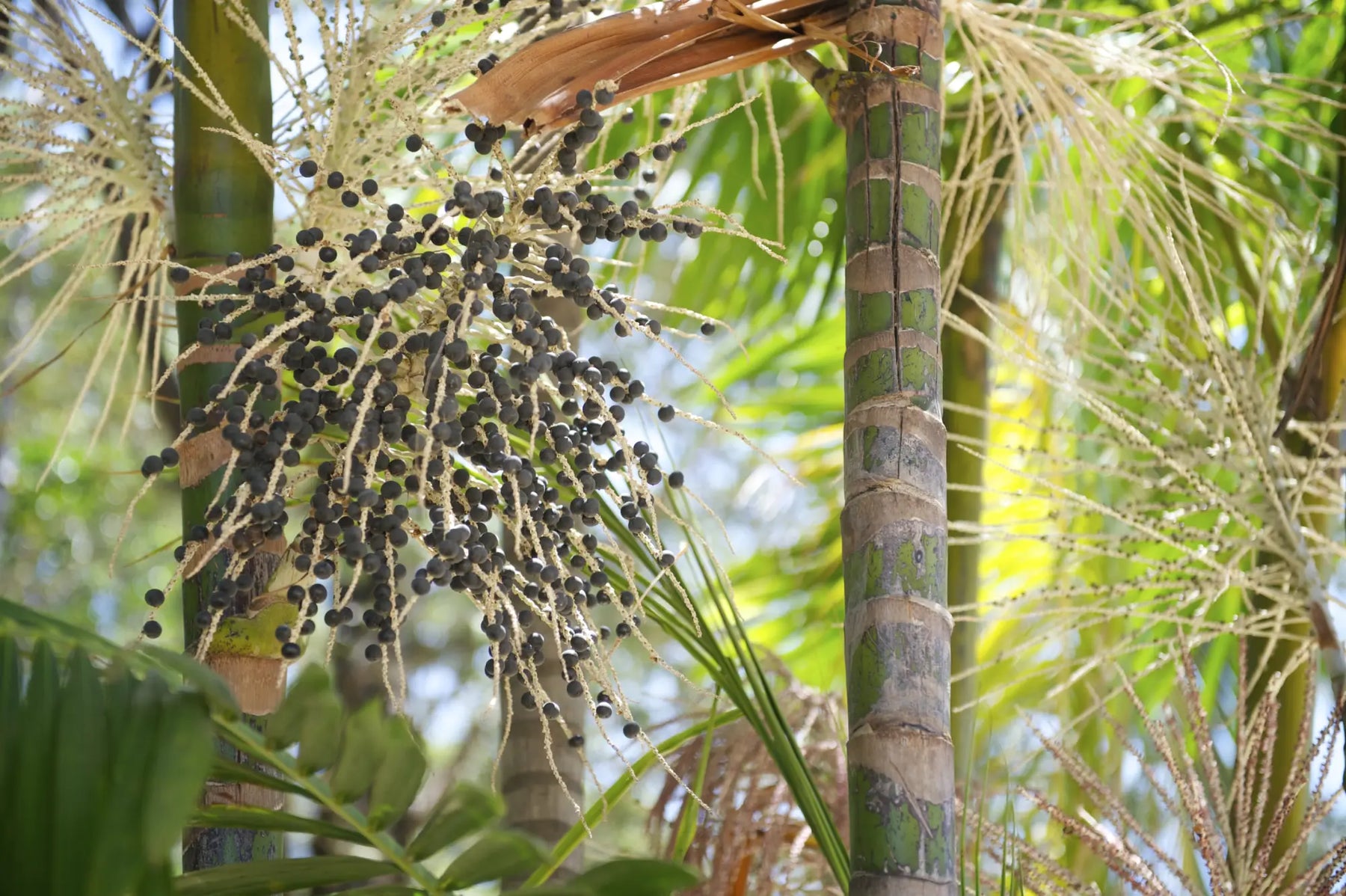 Acai berries palm fruit tree close-up