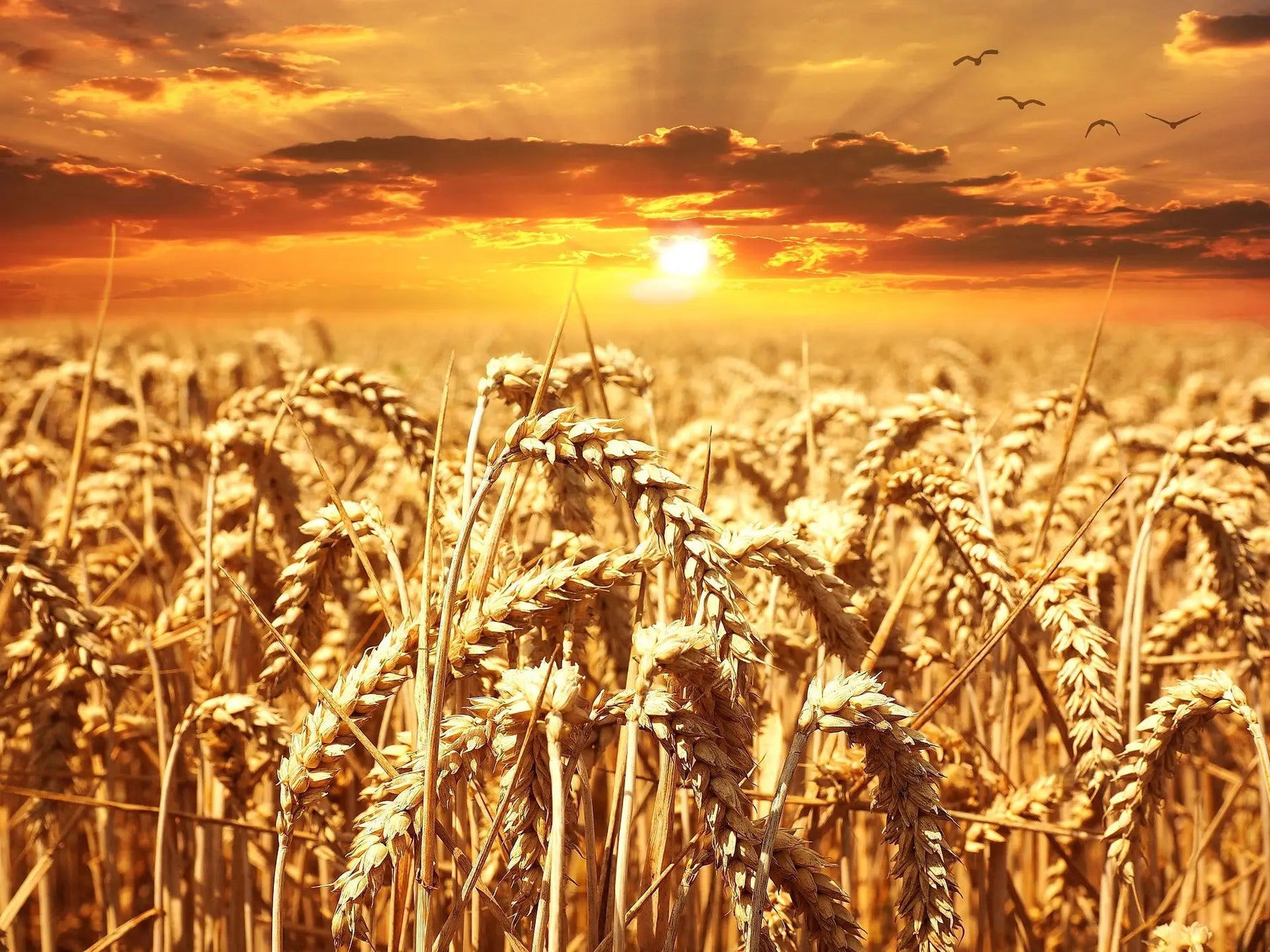 Wheat Field Sunset