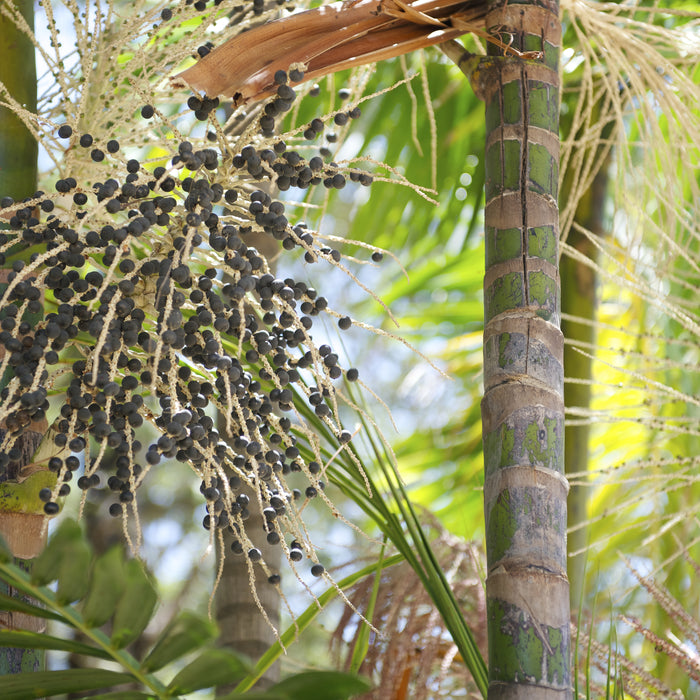 Acai berries palm fruit tree close-up
