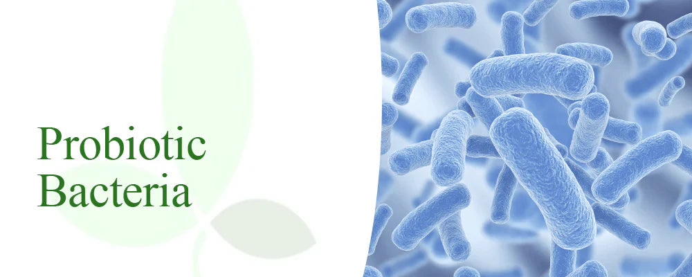 Why You Should Consider Probiotics For Your Health