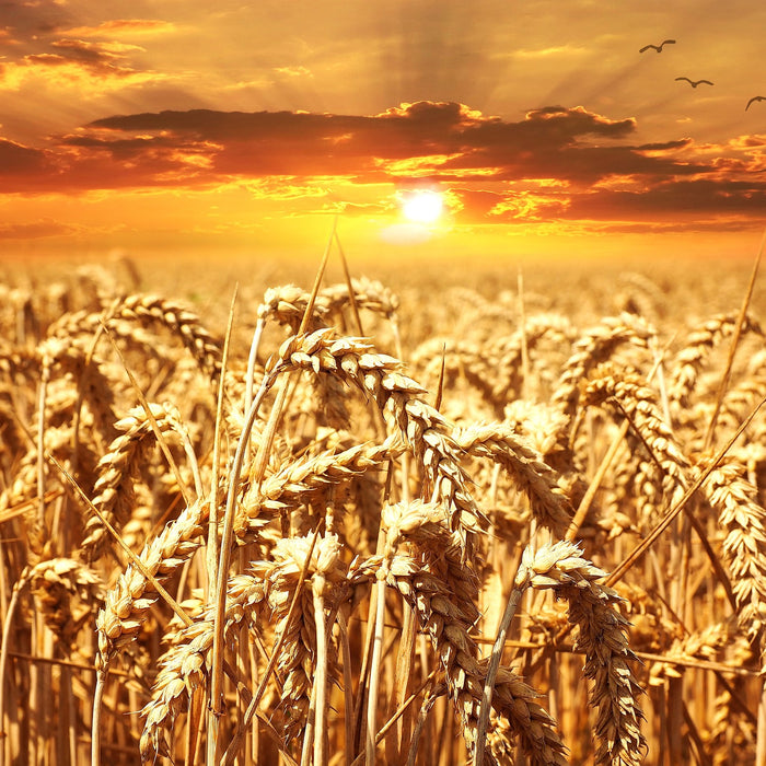 Wheat Field Sunset 