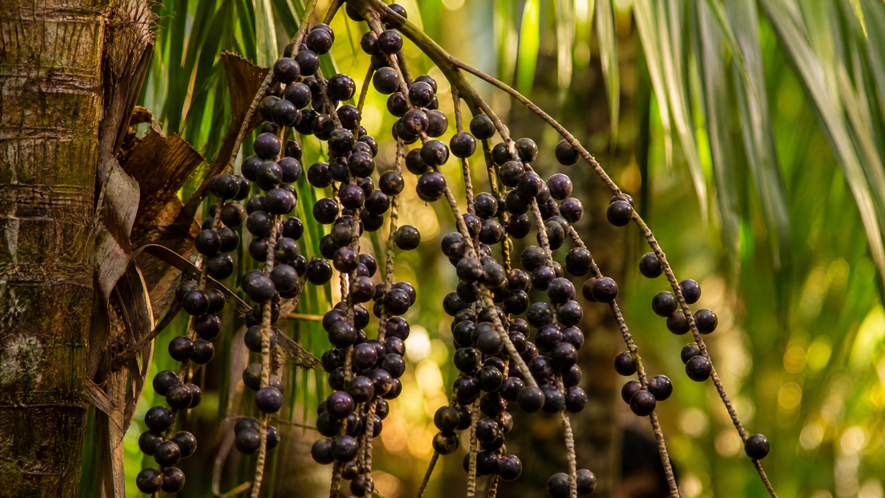 Fresh acai berry clusters growing on an acai palm tree in the Amazon rainforest, bathed in golden dappled sunlight