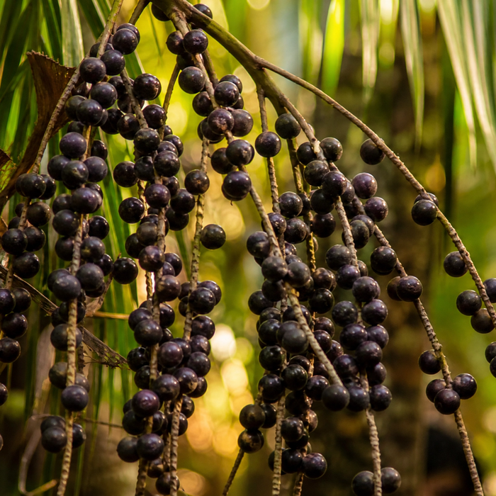 Fresh acai berry clusters growing on an acai palm tree in the Amazon rainforest, bathed in golden dappled sunlight