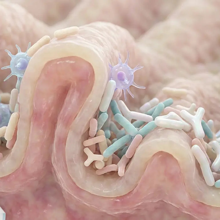 An ultra-realistic visualization of the human gut microbiome, showing beneficial bacteria interacting with the intestinal lining, representing the connection between gut health and immunity.