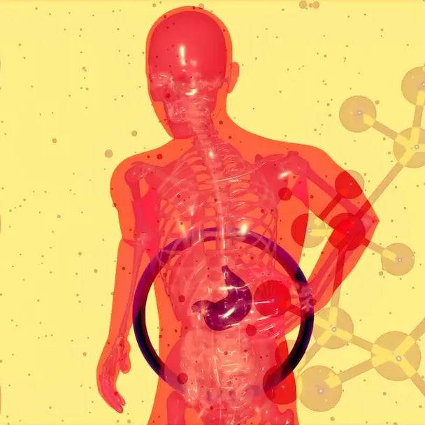 What are Digestive Enzymes?