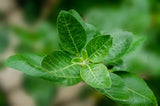Ashwagandha Herbal Supplement Complex