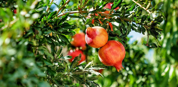 Pomegranate