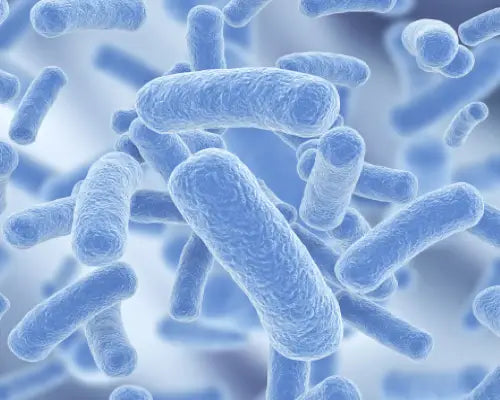 Probiotic Bacteria